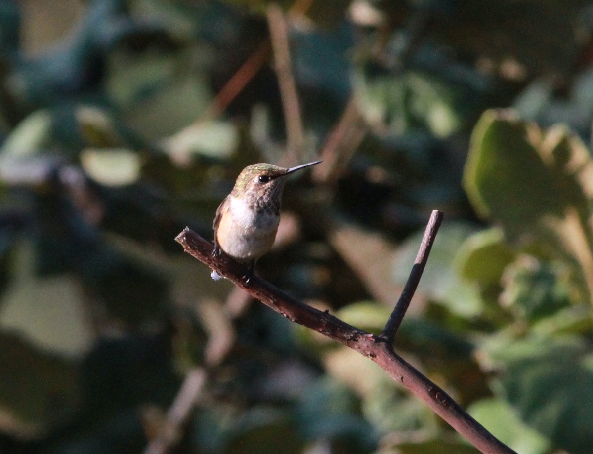 Bumblebee Hummingbird - Sarah Toner