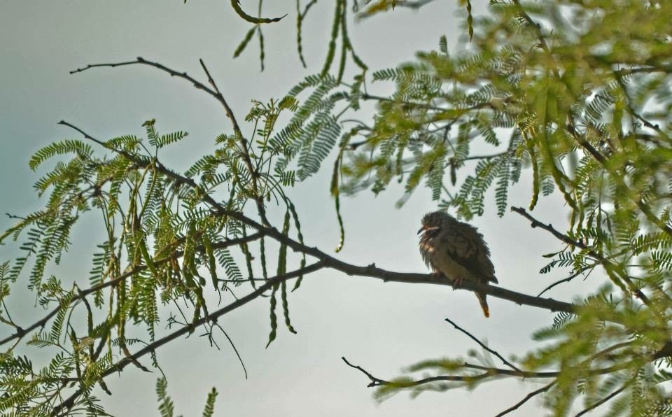 Common Ground Dove - ML46803011