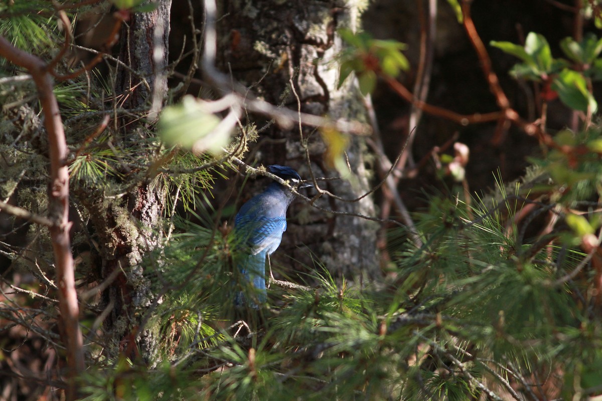 Steller's Jay (Middle American) - ML468030651