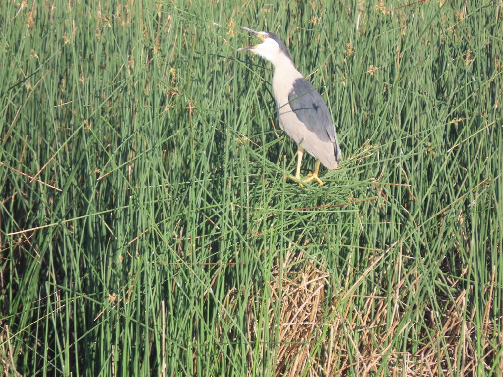 Black-crowned Night Heron - ML468030781