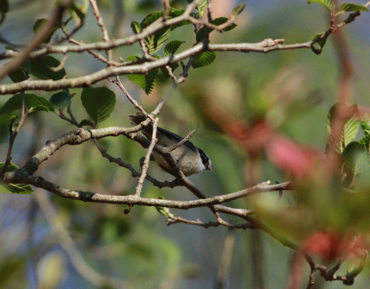 Bushtit (melanotis Group) - ML468030991