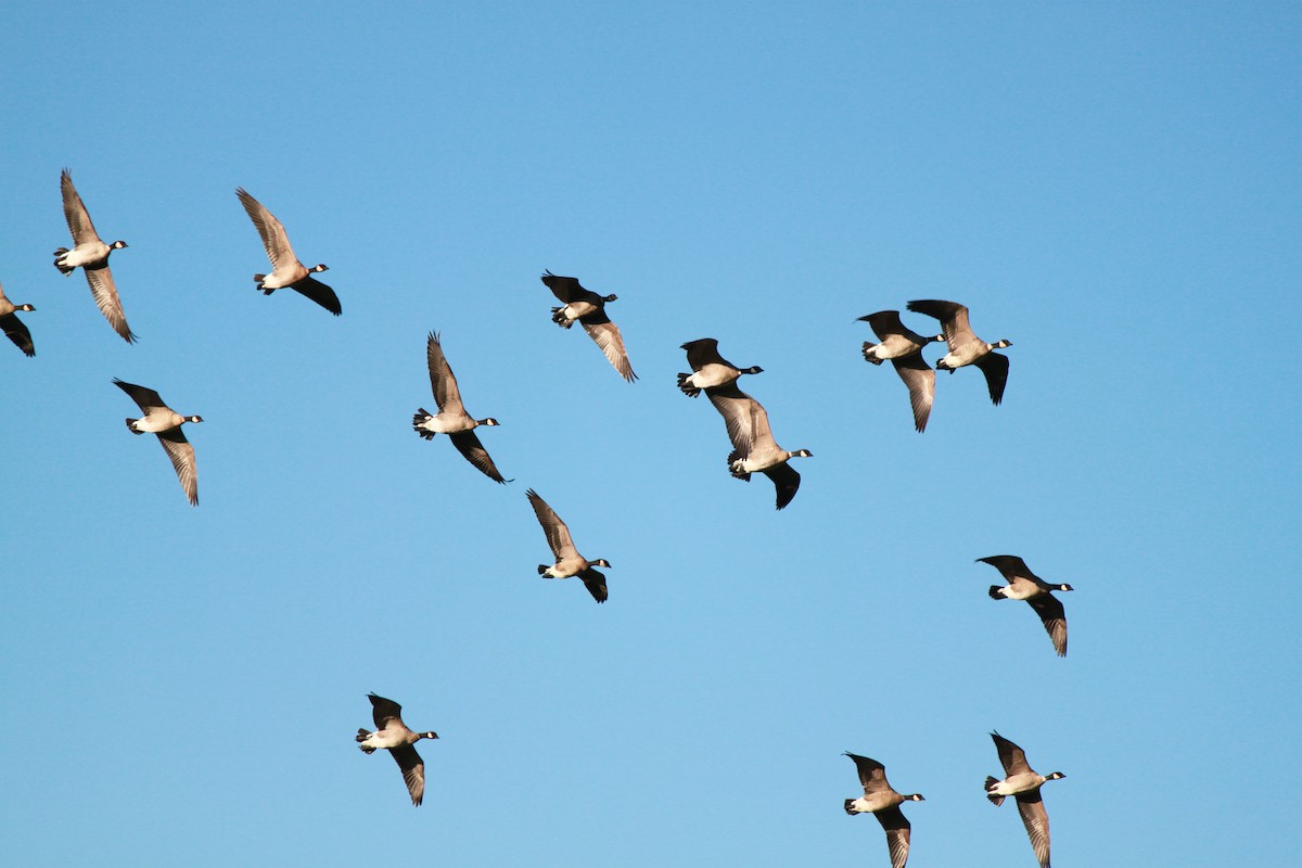 Cackling Goose (Aleutian) - Janey Stewart