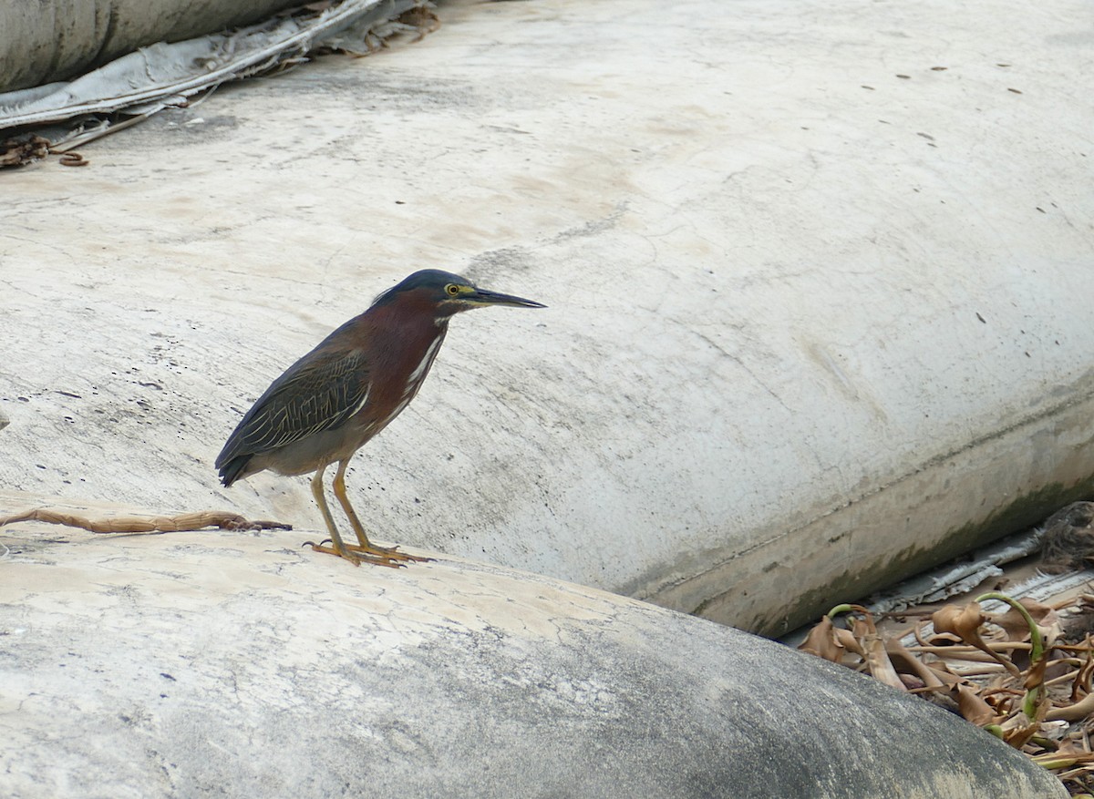 Green Heron - Jens Thalund