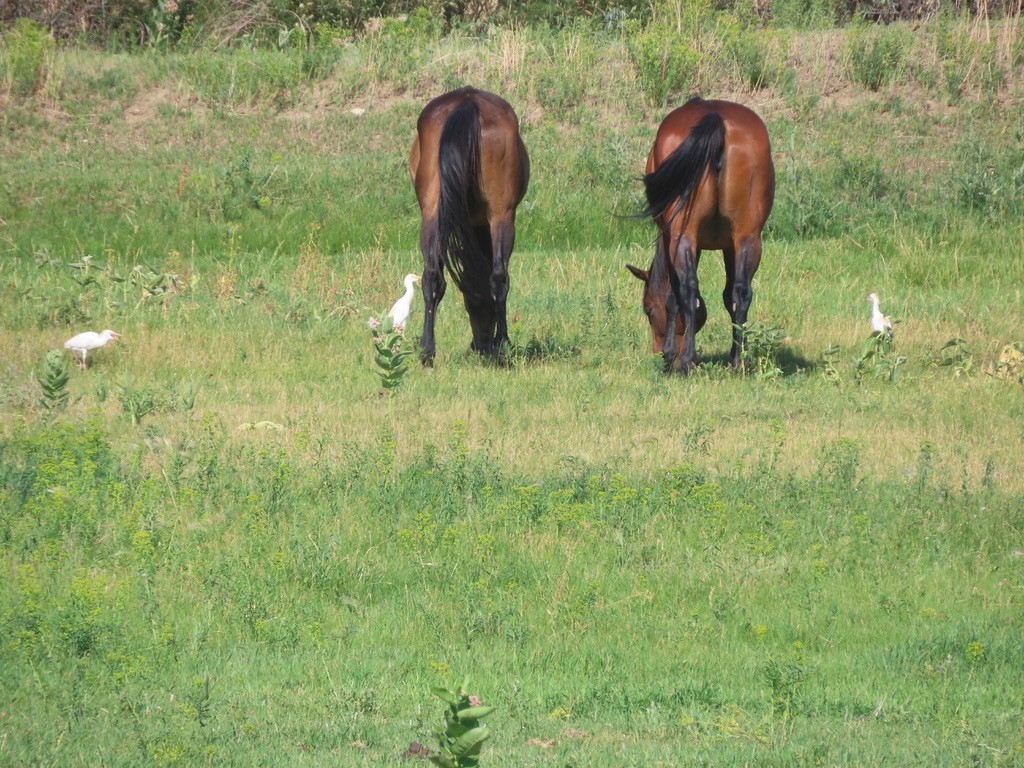 Western Cattle Egret - ML468032541