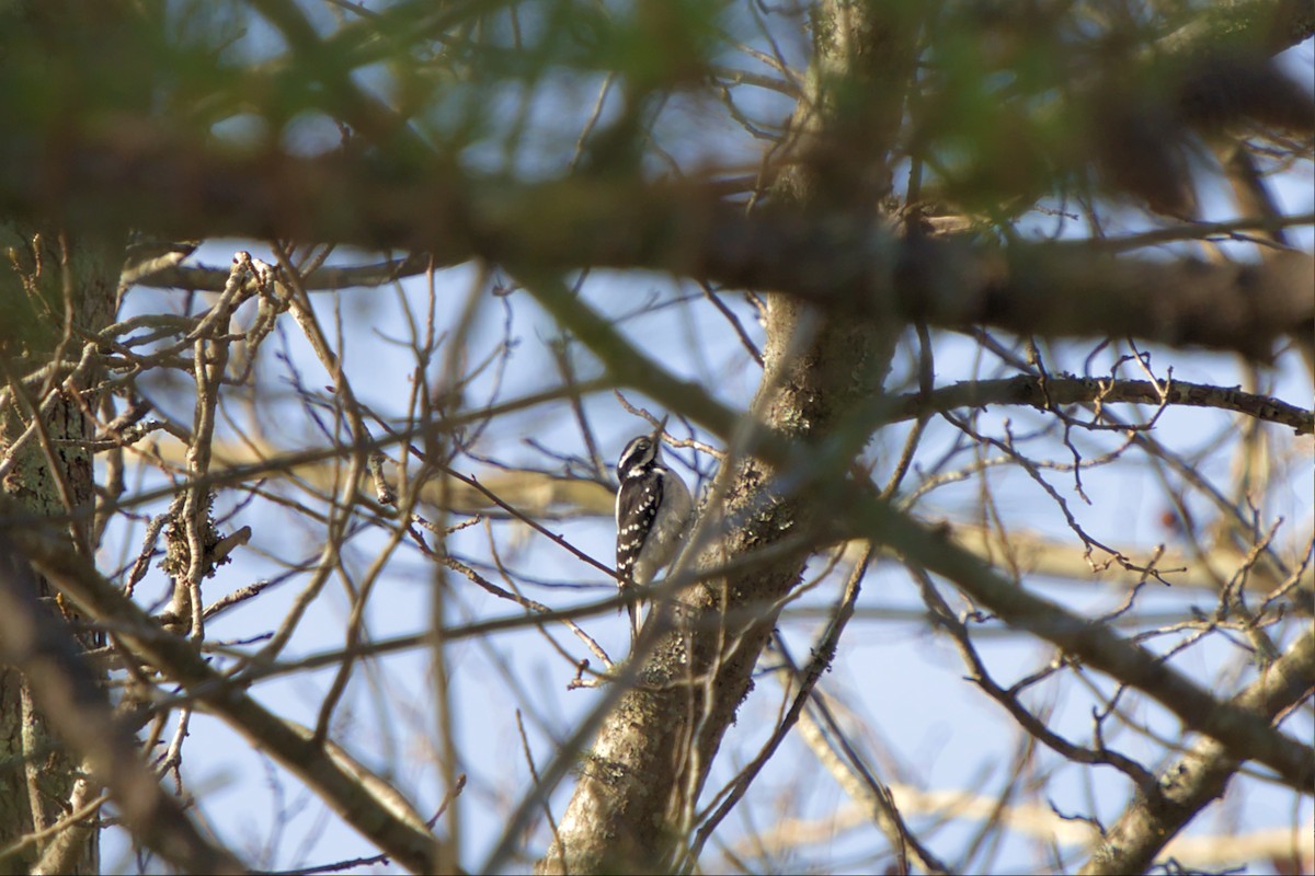 Hairy Woodpecker - ML468033501