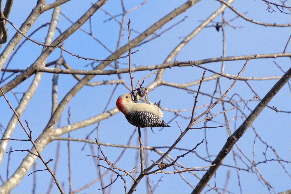 Red-bellied Woodpecker - ML468033631