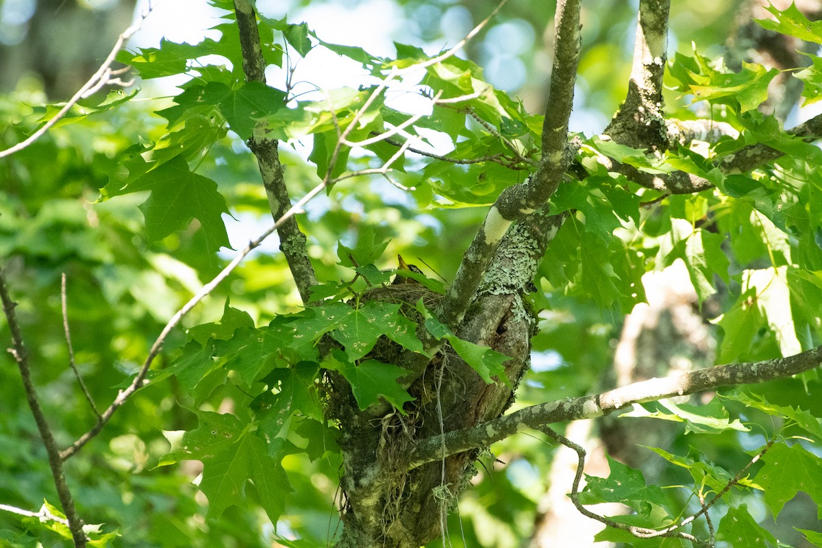 American Robin - ML468033871