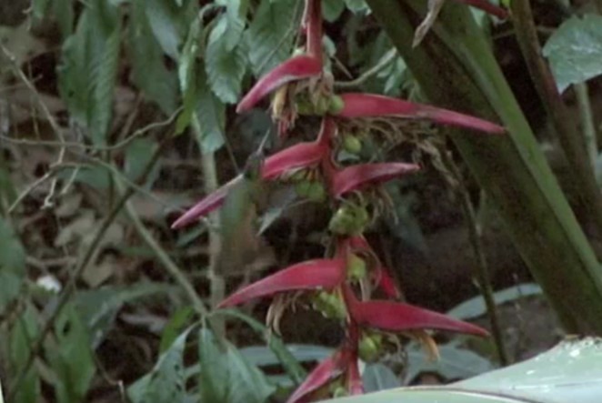 kolibřík pestroocasý - ML468033971