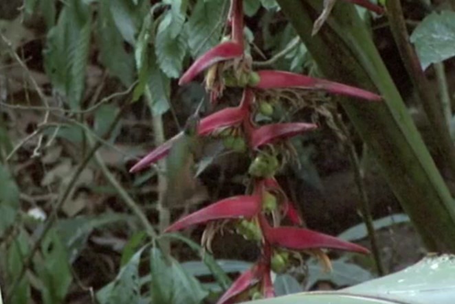 Rufous Sabrewing - Josep del Hoyo