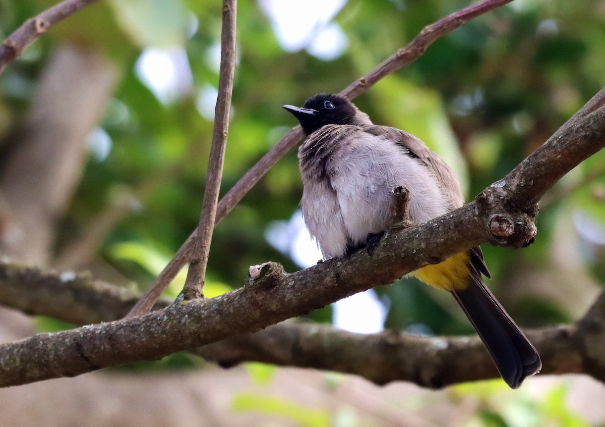 Common Bulbul - ML468034381