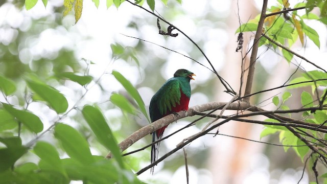 Quetzal Fúlgido - ML468034591