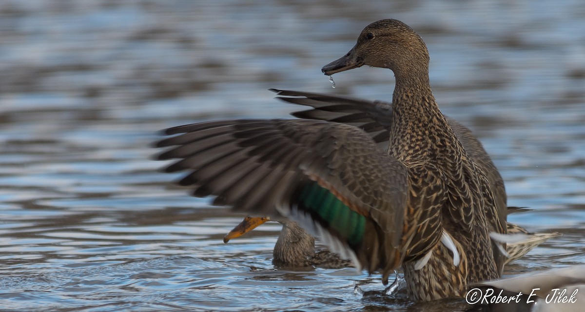Mallard x Northern Pintail (hybrid) - Robert Jilek