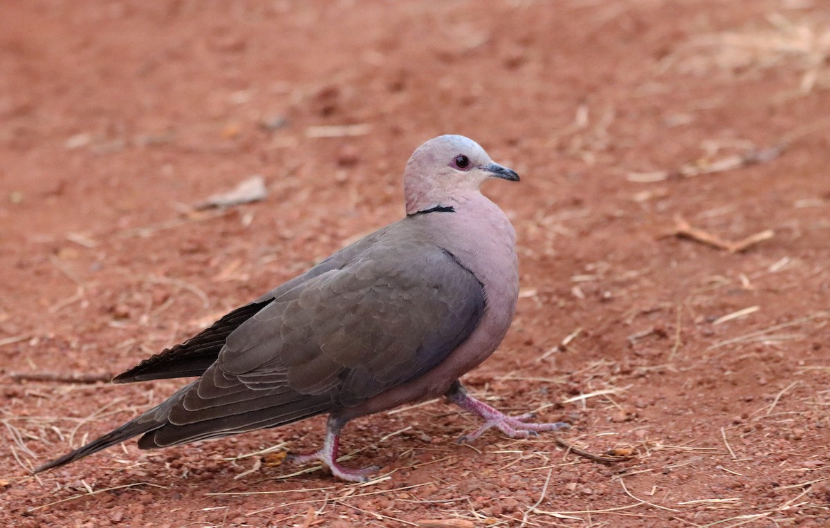 Red-eyed Dove - ML468034731