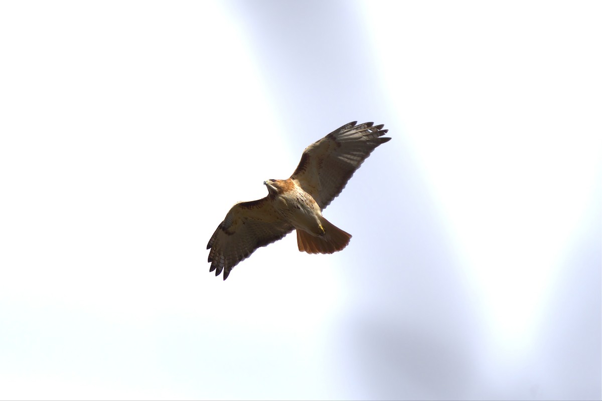 Red-tailed Hawk - ML468034741
