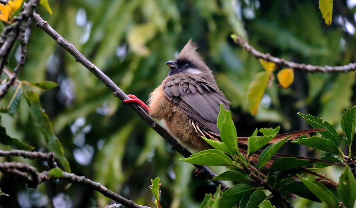 Speckled Mousebird - ML468034961