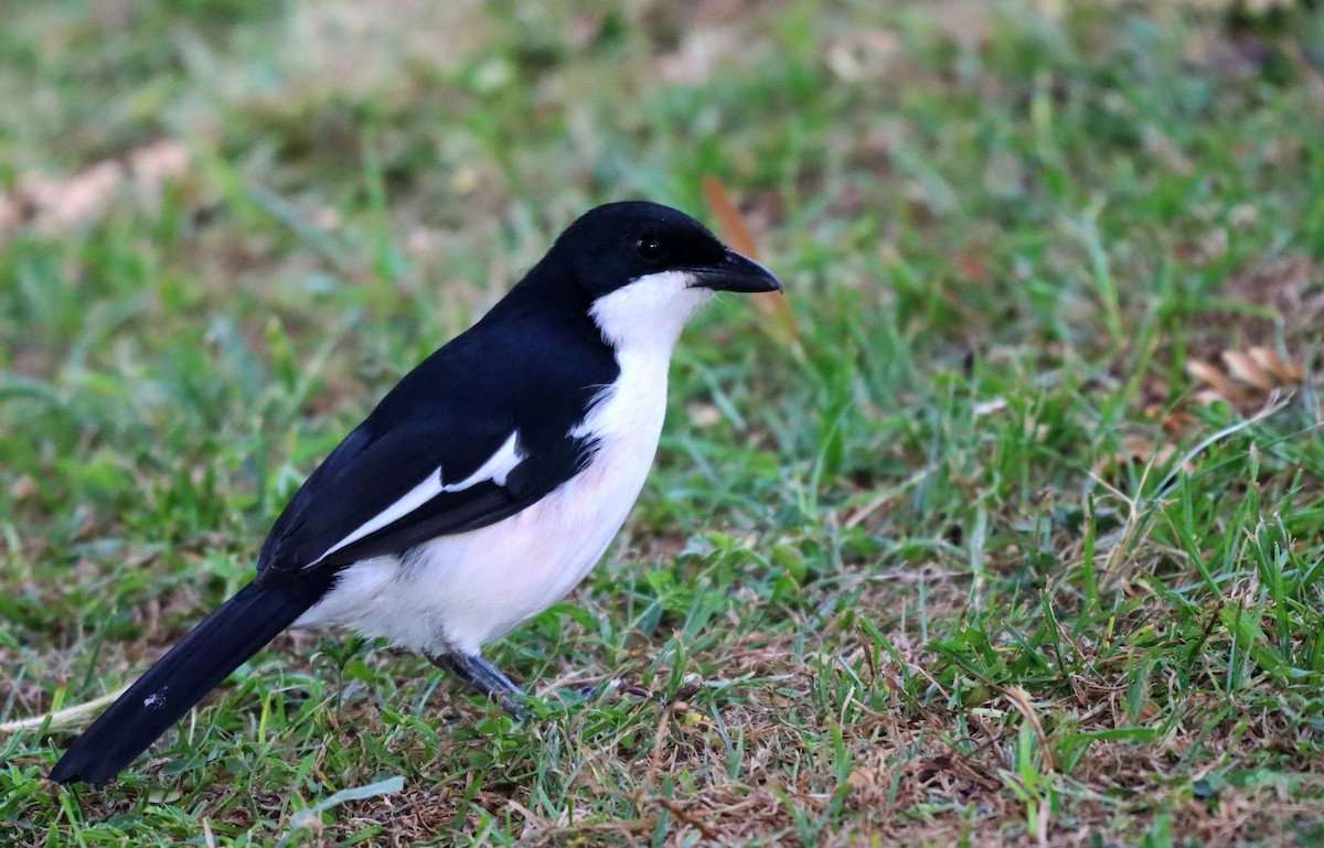 Tropical Boubou - ML468035271