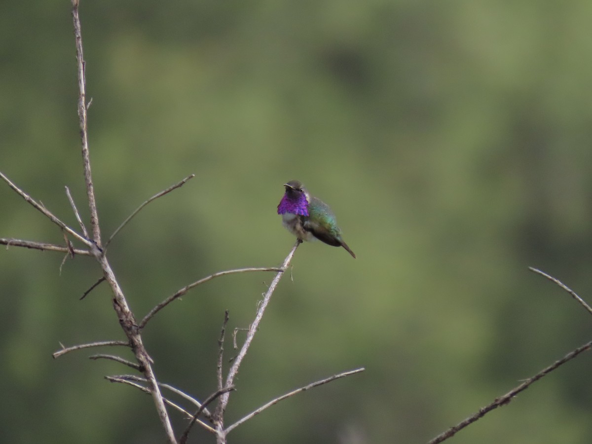 Lucifer Hummingbird - ML468037861