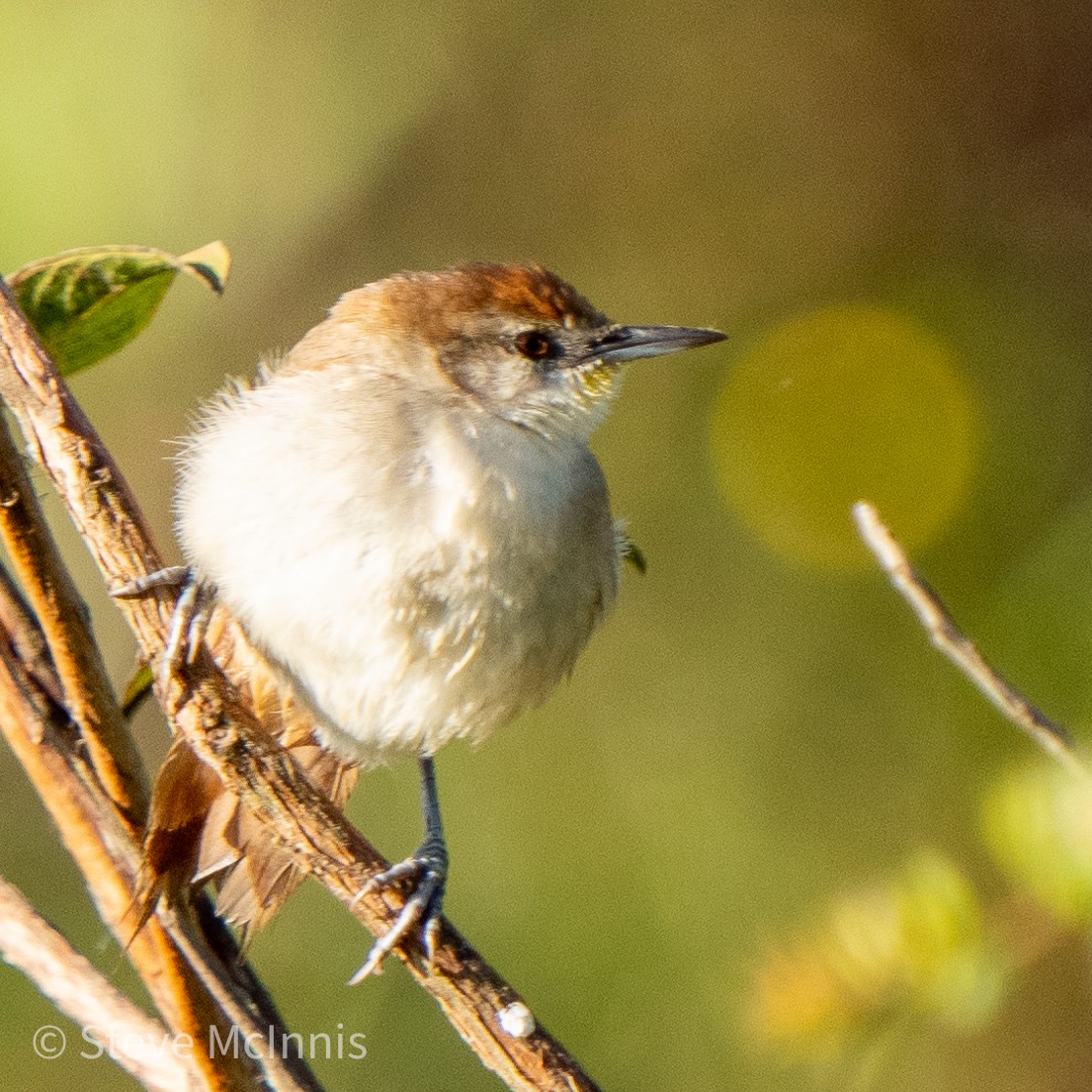 Yellow-chinned Spinetail - ML468038241