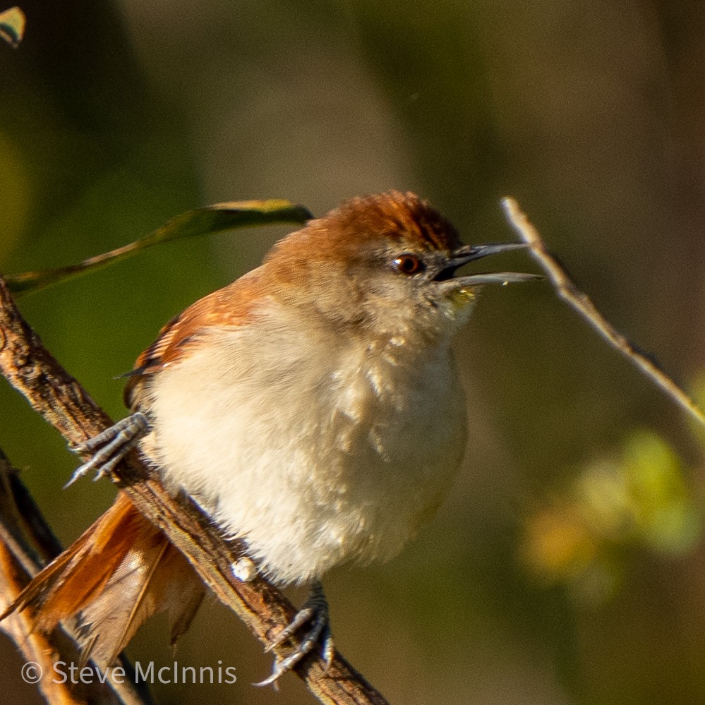 Yellow-chinned Spinetail - ML468038251