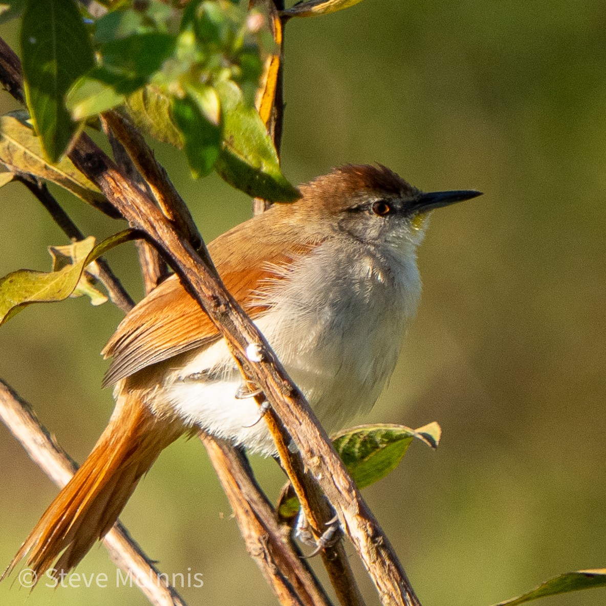 Yellow-chinned Spinetail - ML468038261