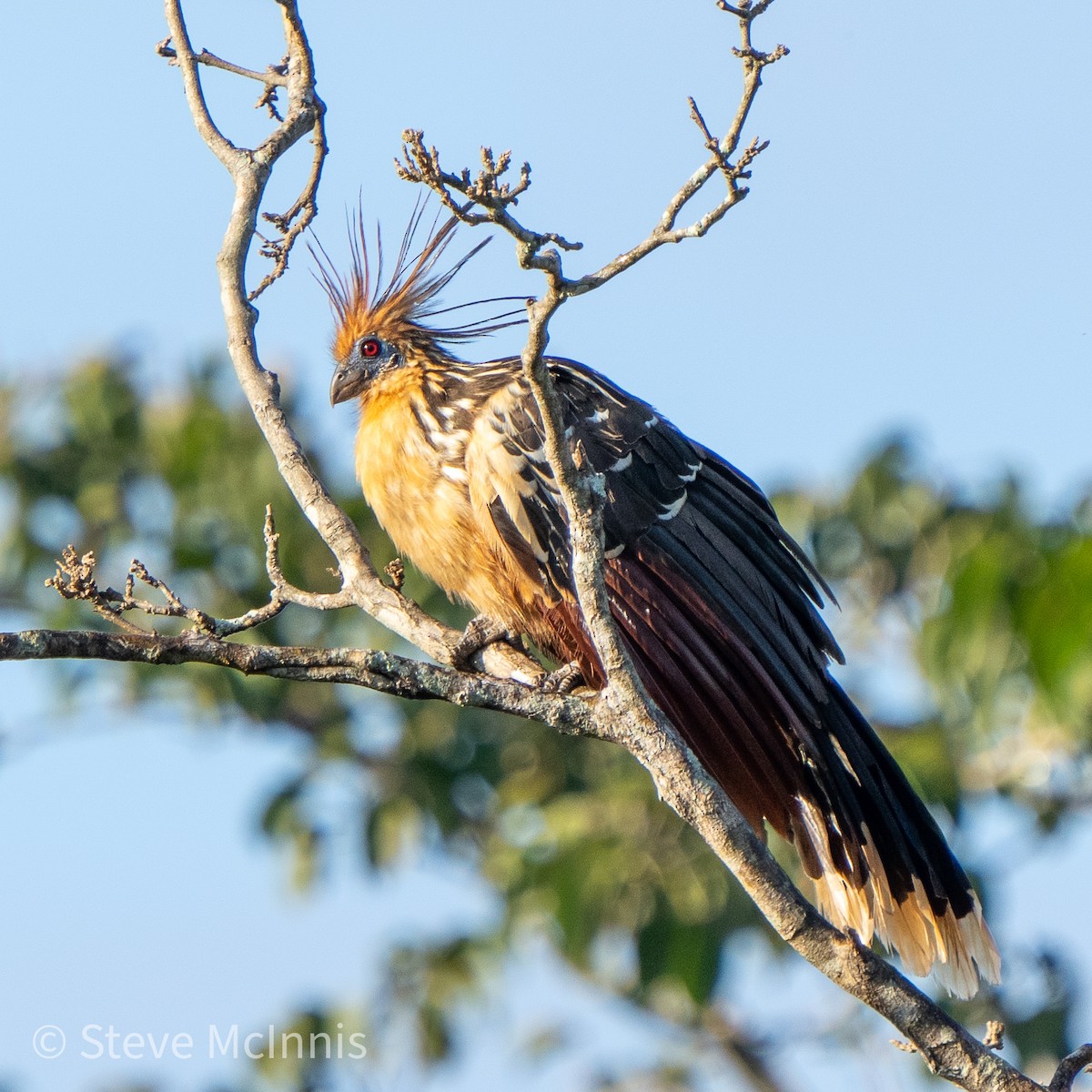 Hoatzin - ML468038461