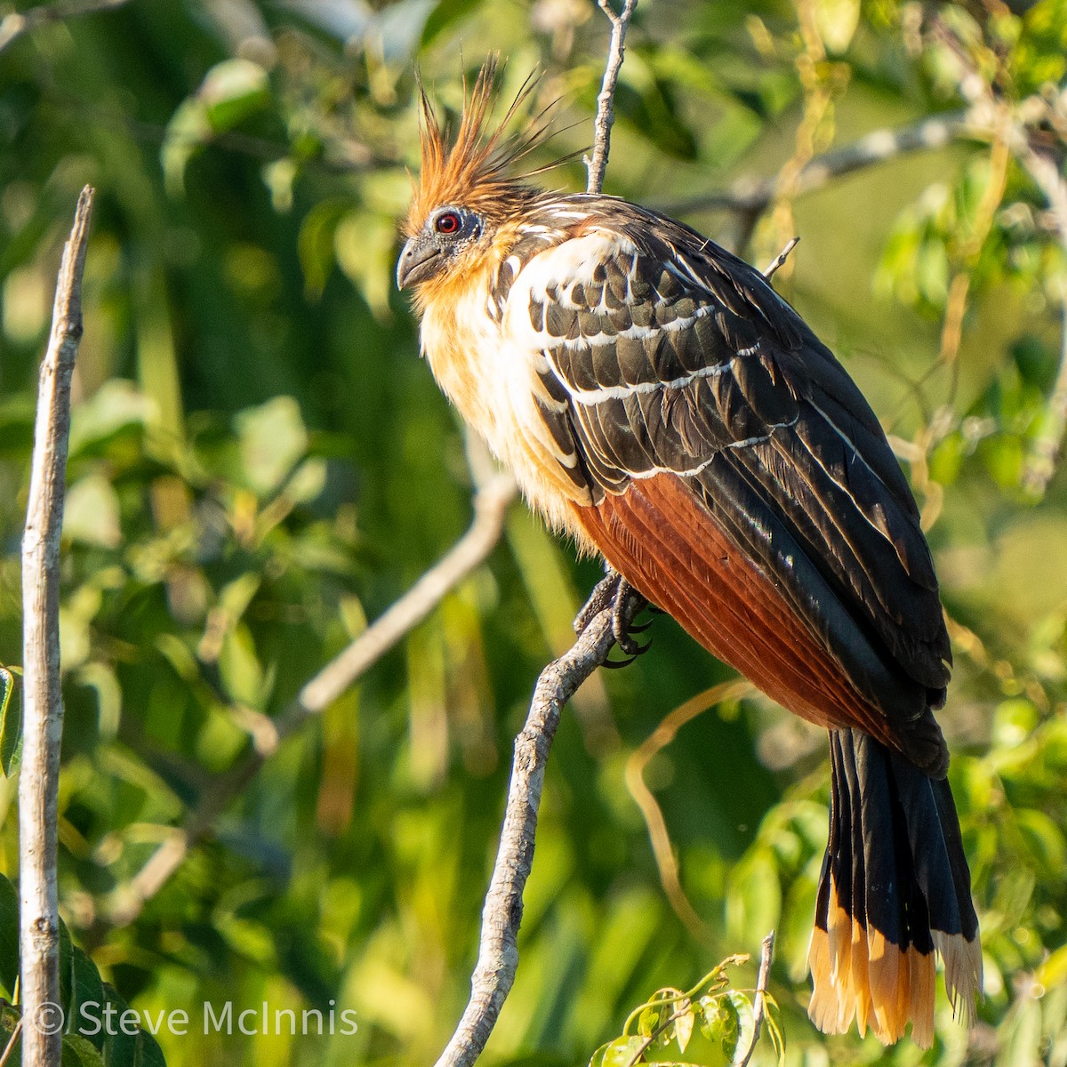 Hoatzin - ML468038471