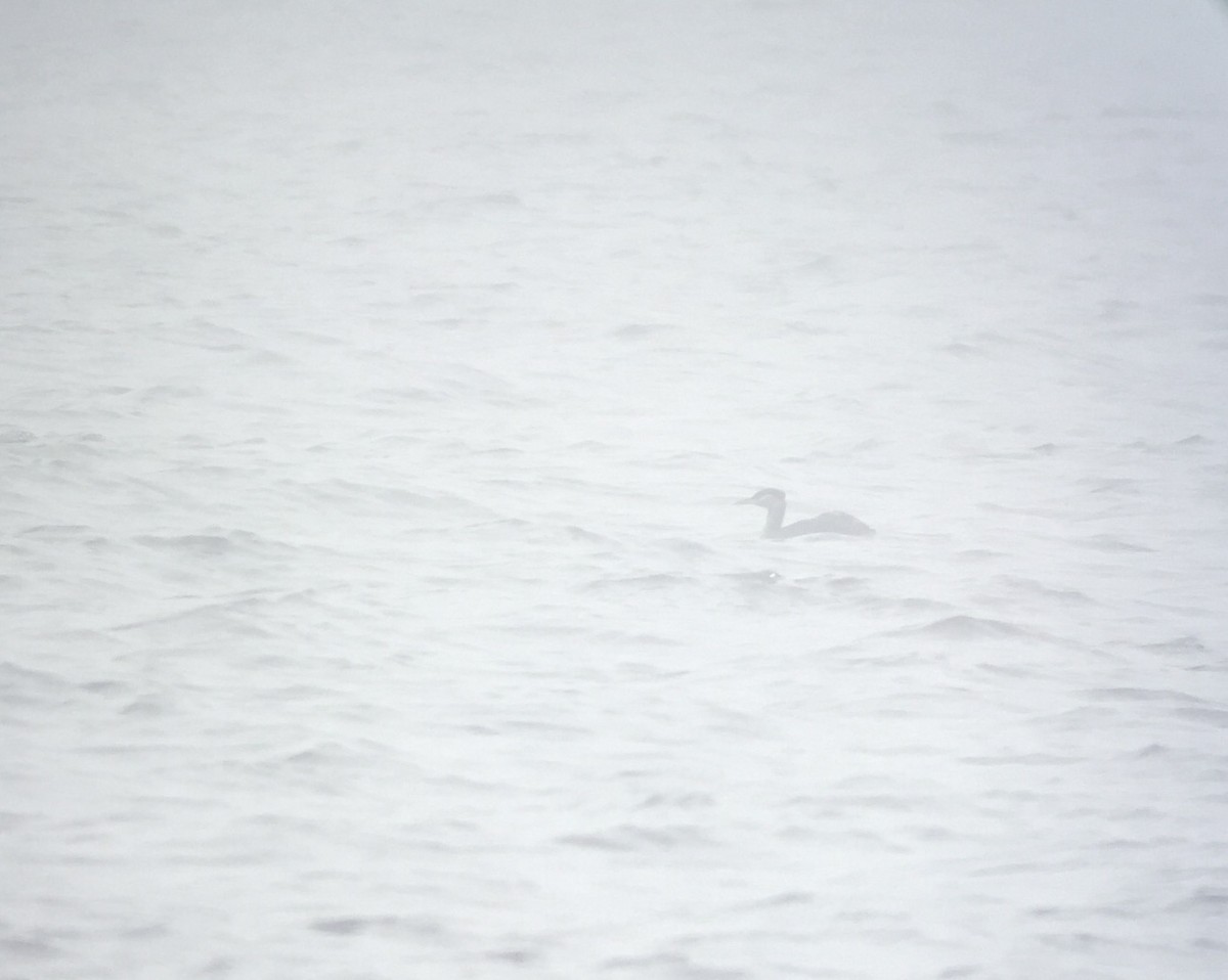 Red-necked Grebe - ML468038751