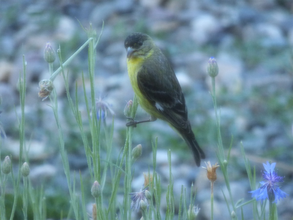 Lesser Goldfinch - ML468039731