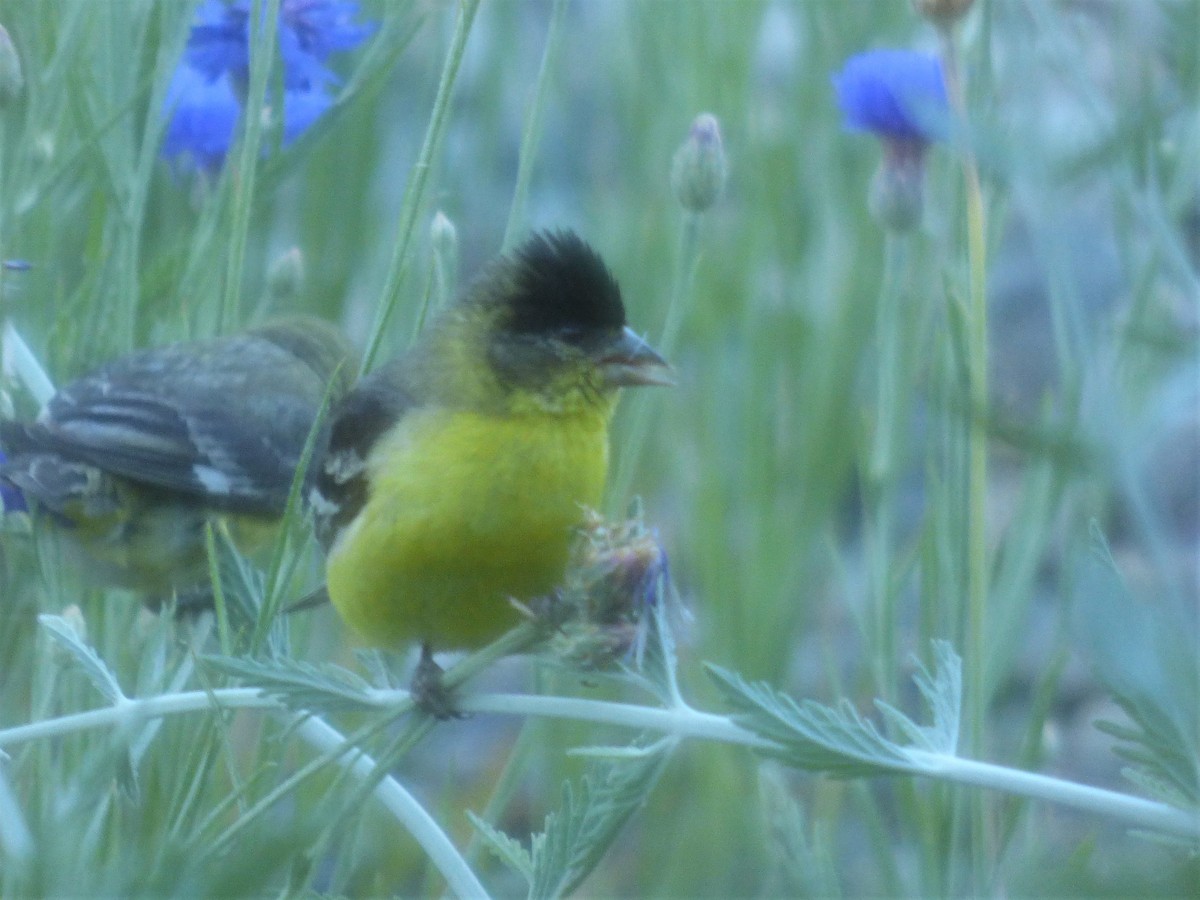 Lesser Goldfinch - ML468039831