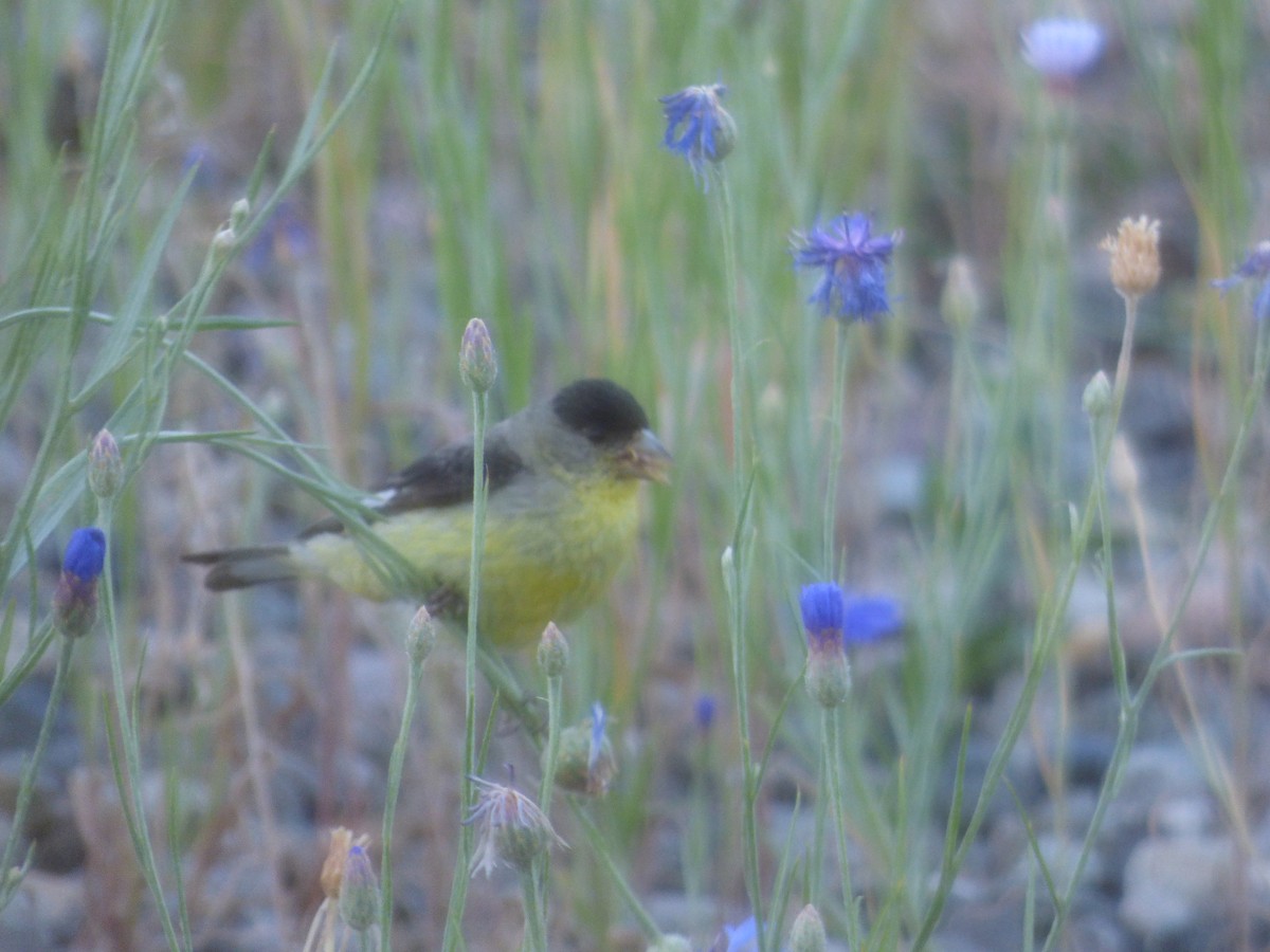 Lesser Goldfinch - ML468041951