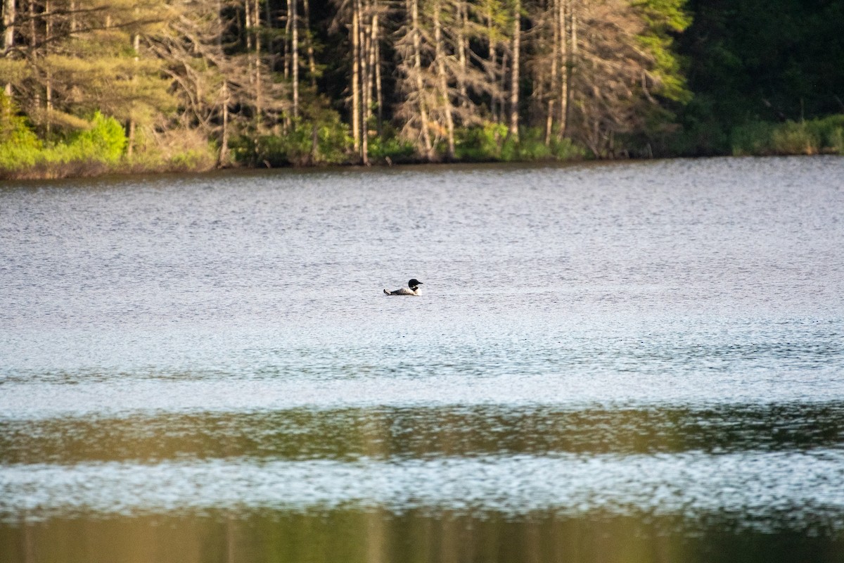 Common Loon - ML468042161