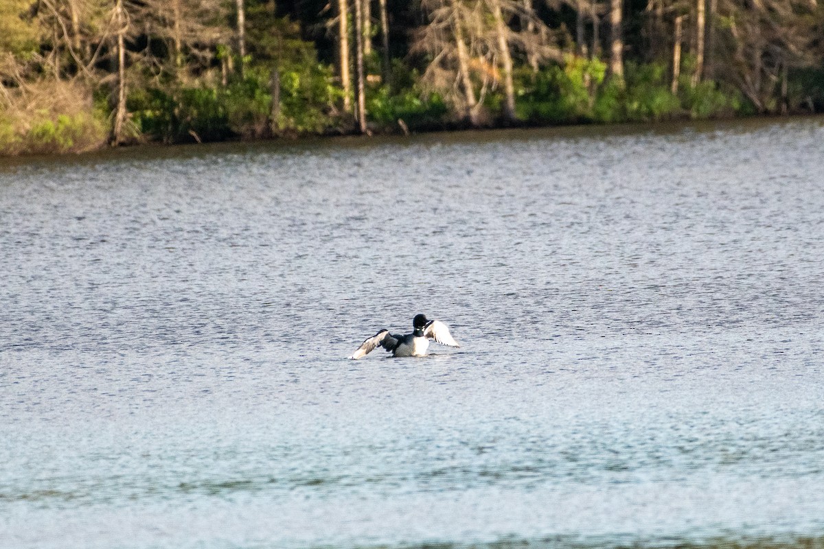 Common Loon - ML468042171