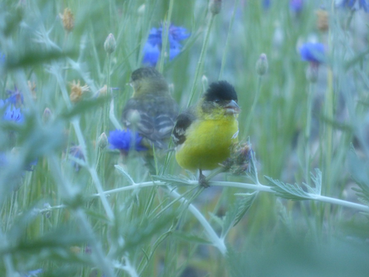 Lesser Goldfinch - ML468042221