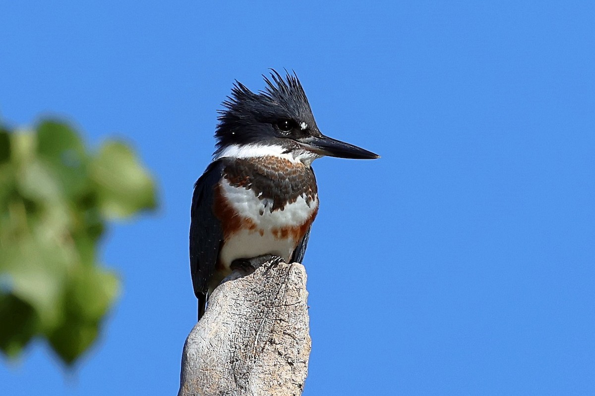 Belted Kingfisher - ML468042311