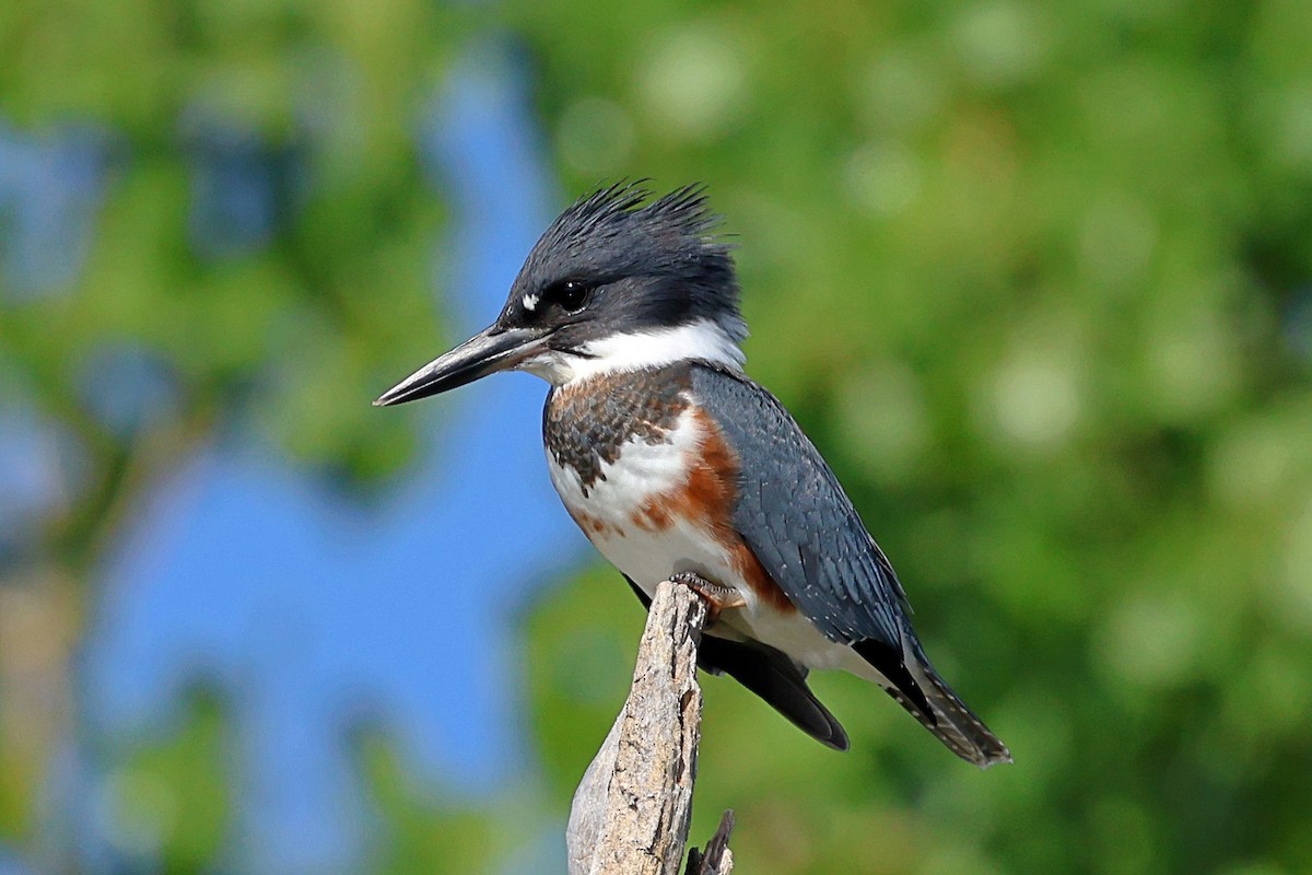 Belted Kingfisher - ML468042331