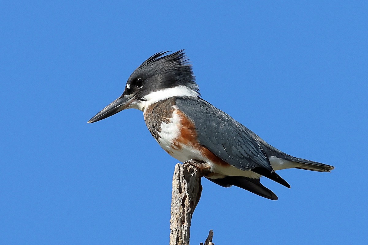 Belted Kingfisher - ML468042341