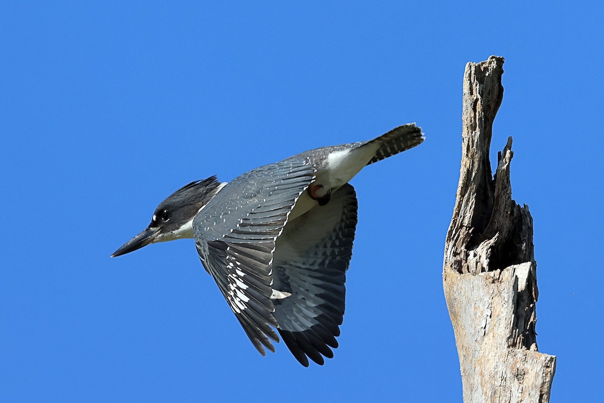 Belted Kingfisher - ML468042371