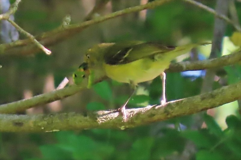 White-eyed Vireo - Joan Mashburn