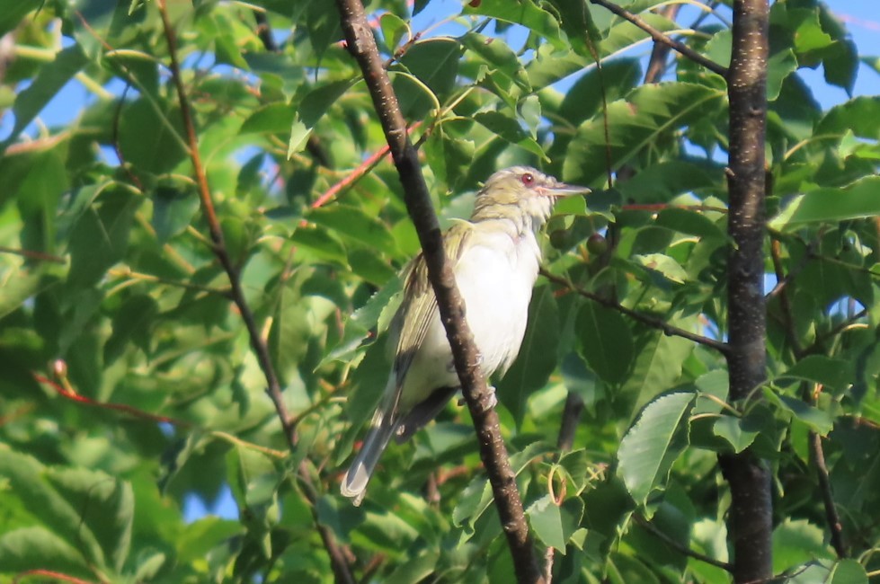 rødøyevireo - ML468044901