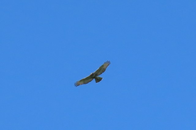 Red-tailed Hawk - Joan Mashburn