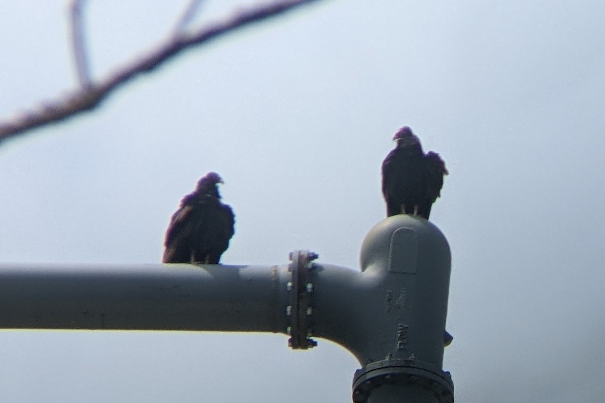 Turkey Vulture - ML468045691