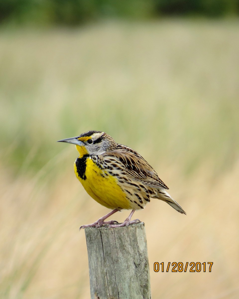 Eastern Meadowlark - Pam Meharg
