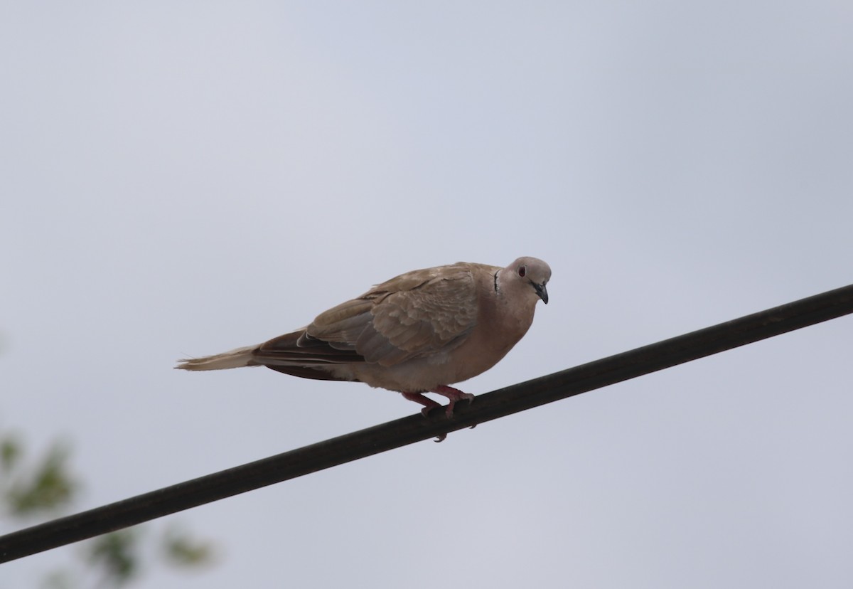 Eurasian Collared-Dove - ML468046031