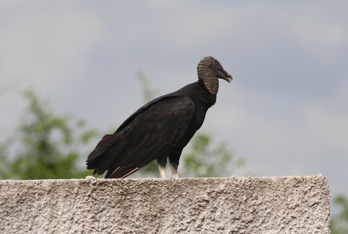 Black Vulture - Michael Ward