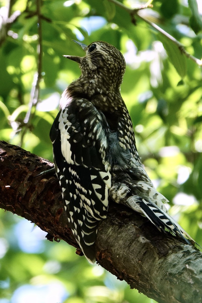 Yellow-bellied Sapsucker - Tom Shepard