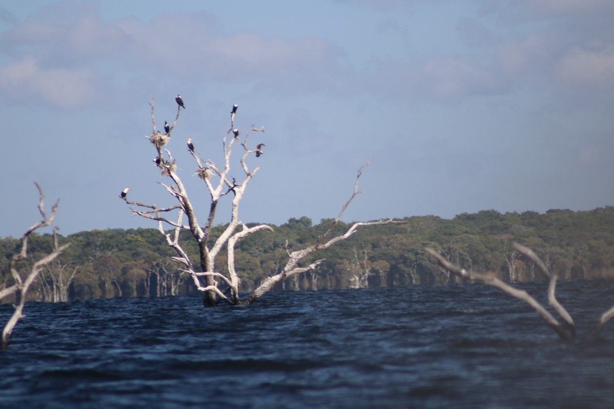 Great Cormorant (White-breasted) - ML468047181