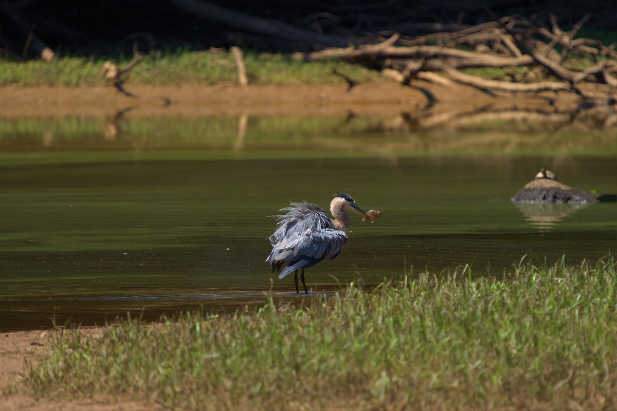 Great Blue Heron - ML468047961