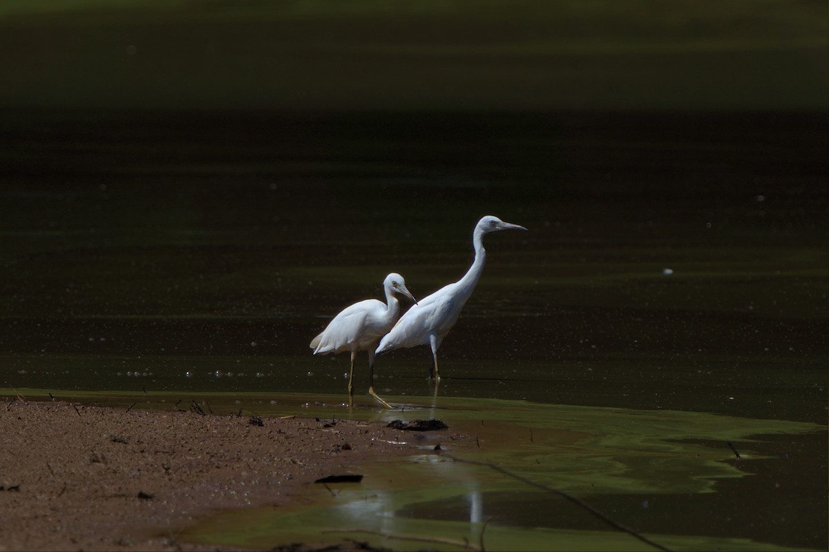 Little Blue Heron - ML468047971