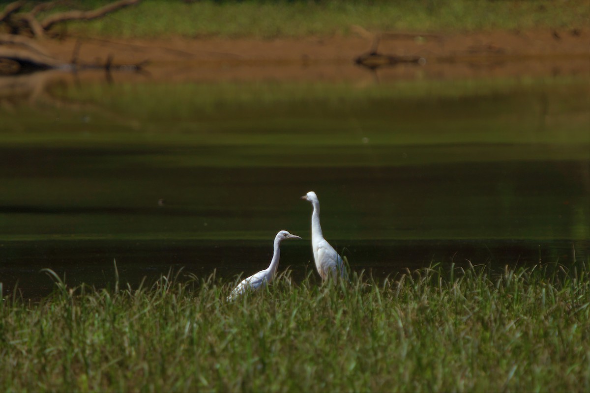 Little Blue Heron - ML468047991