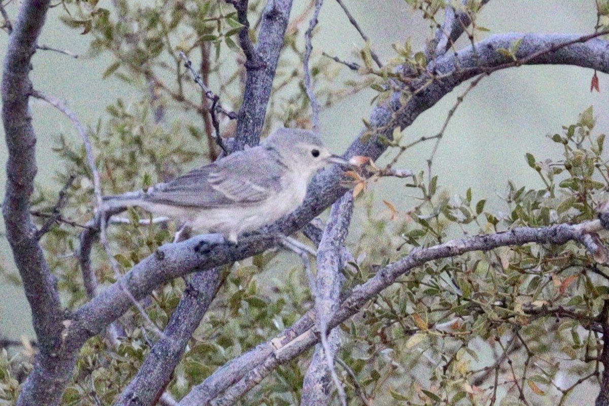 Lucy's Warbler - ML468048071